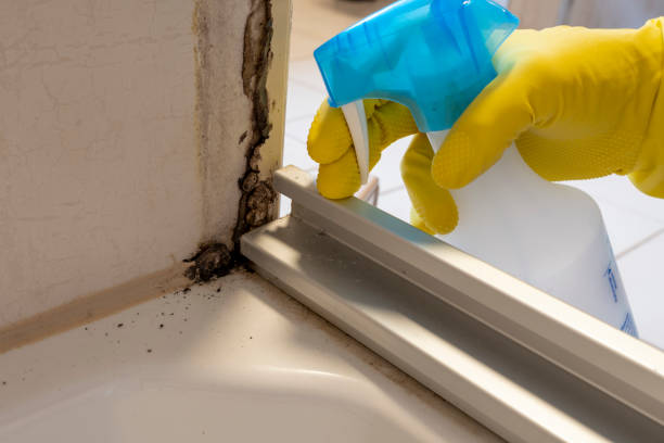 Best Bathroom Mold Remediation in Reidville, SC
