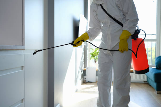 Best White Mold Remediation in Reidville, SC