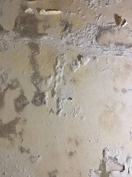 Best Residential Mold Remediation in Reidville, SC