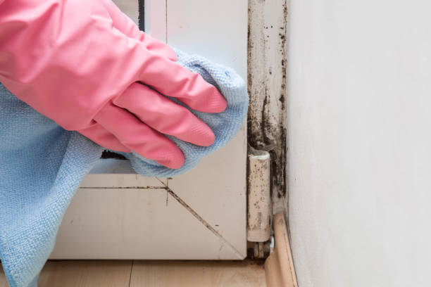 Trusted Reidville, SC Mold Remediation Experts