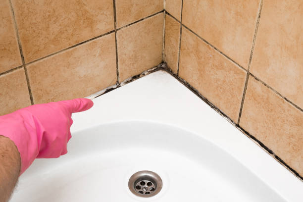 Best Localized Mold Remediation (e.g., coastal areas, humid climates) in Reidville, SC